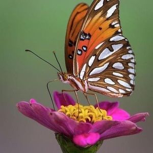 Meet your Posher, Roberta